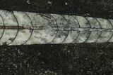 Bargain Polished Fossil Orthoceras (Cephalopod) - Morocco #138424-1